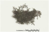 藏品(耳葉蘚屬)的圖片